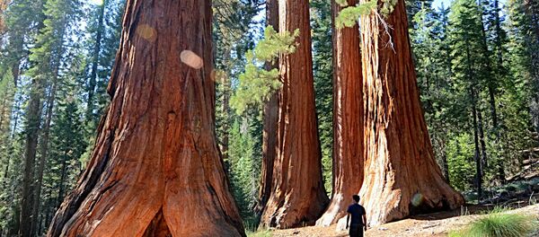 Dünyanın en güzel ağaçları - Sputnik Türkiye