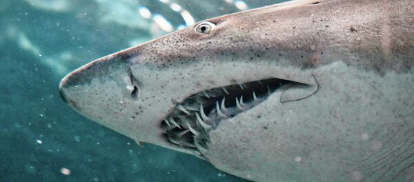 Shark - Sputnik Türkiye
