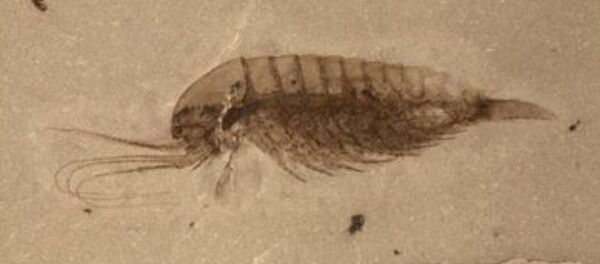 518 milyon yıllık fosil - Sputnik Türkiye