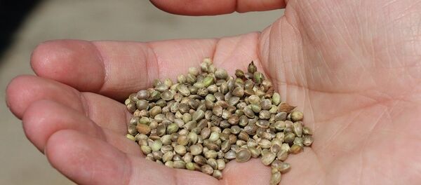 kenevir tohumu - Sputnik Türkiye