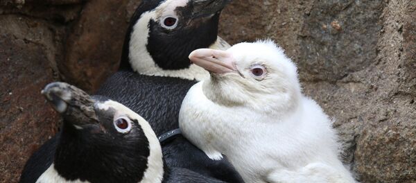 Albino penguen - Sputnik Türkiye