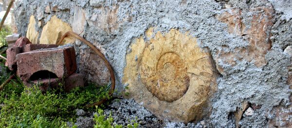 Salyangoz fosili - Sputnik Türkiye