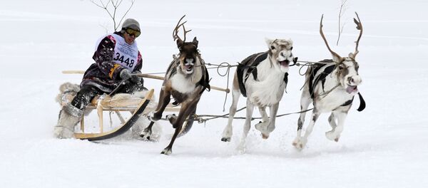 Rusya'da Ren Geyiği Çobanı Günü kutlamaları - Sputnik Türkiye