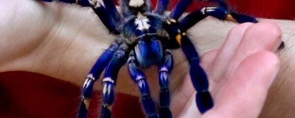 Örümcek - Sputnik Türkiye