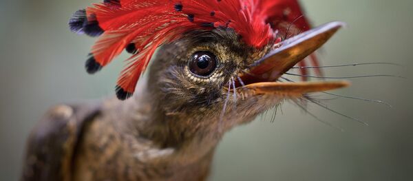 Dünyanın en ilginç kuşları - Sputnik Türkiye