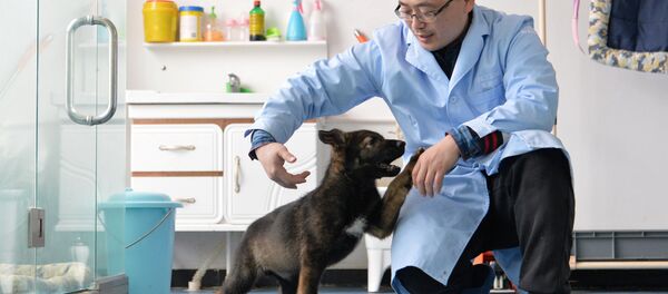 Çin'de klonlanan ilk polis köpeği eğitimlere başladı - Sputnik Türkiye