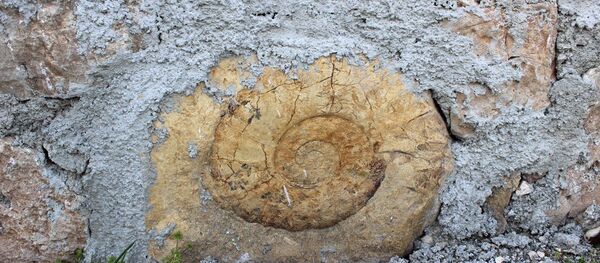 Adıyaman’da bulunan ve 65 milyon yıllık salyangoz olduğu sanılan fosilin 150-200 milyon yıllık nesli tükenmiş Ammonit fosili Adıyaman’da bulunan ve 65 milyon yıllık salyangoz olduğu sanılan fosilin 150-200 milyon yıllık nesli tükenmiş Ammonit fosili - Sputnik Türkiye