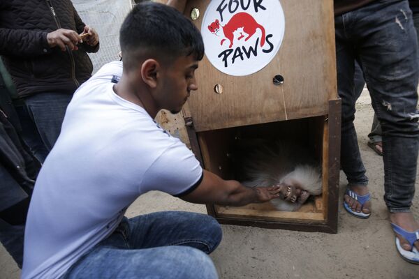 Gazze'deki hayvanat bahçesinde kötü koşullarda yaşayan hayvanlar Ürdün'e taşındı. - Sputnik Türkiye