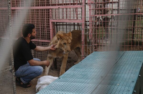 Gazze'deki hayvanat bahçesinde kötü koşullarda yaşayan hayvanlar Ürdün'e taşındı. - Sputnik Türkiye
