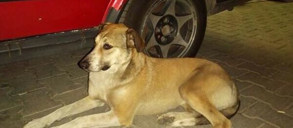 Köpek - Sputnik Türkiye