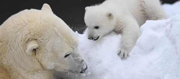 Kutup ayıları - Sputnik Türkiye