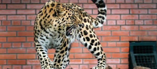 Amur leoparı Amur leoparı - Sputnik Türkiye