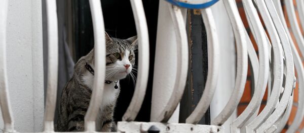 Julian Assange'ın kedisi - Sputnik Türkiye