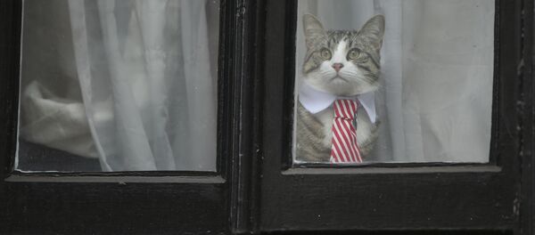 Assange'ın avukatı: Kedi James kurtarıldı ve iyi - Sputnik Türkiye