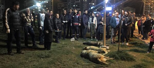 Ankara Batıkent'te sokak köpekleri zehirlendi. Ankara Batıkent'te sokak köpekleri zehirlendi. - Sputnik Türkiye