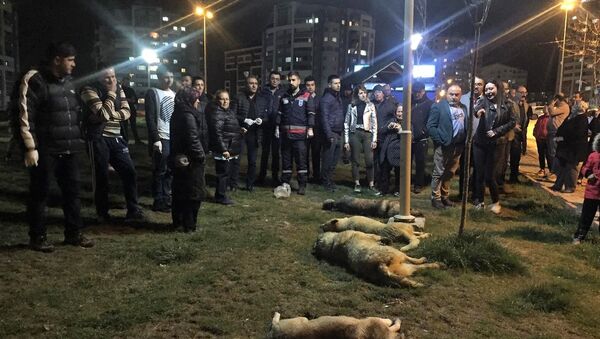 Ankara Batıkent'te sokak köpekleri zehirlendi. - Sputnik Türkiye