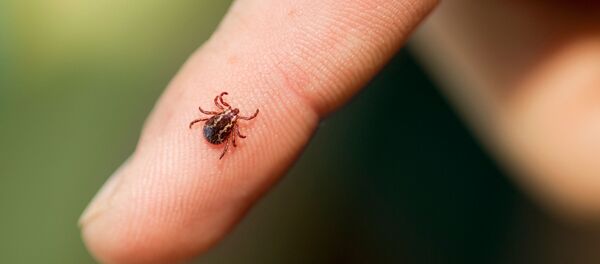 Kırım Kongo Kanamalı Ateşi - Sputnik Türkiye