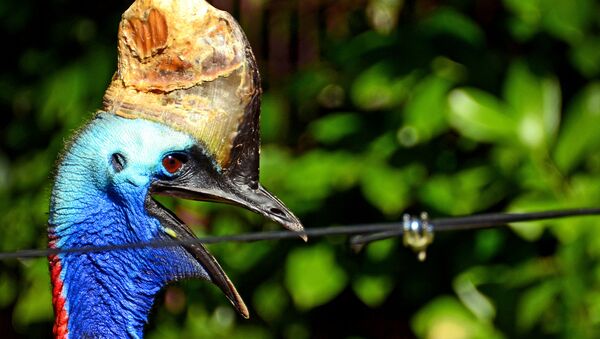 The flamboyant cassowary is natively found in the forests of Papua New Guinea and on it's surrounding islands. It has adapted to a life without the need to fly due to the fact that, historically, the cassowary had no predators within it's natural environment and therefore had no need to flee. - Sputnik Türkiye