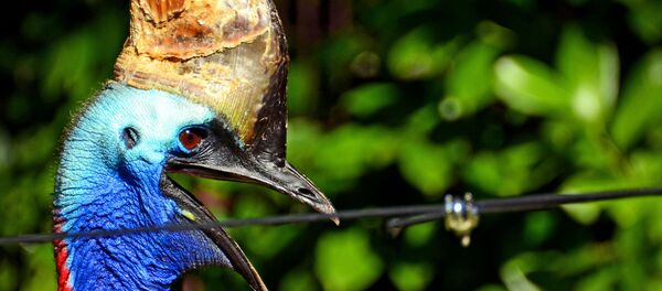 The flamboyant cassowary is natively found in the forests of Papua New Guinea and on it's surrounding islands. It has adapted to a life without the need to fly due to the fact that, historically, the cassowary had no predators within it's natural environment and therefore had no need to flee. The flamboyant cassowary is natively found in the forests of Papua New Guinea and on it's surrounding islands. It has adapted to a life without the need to fly due to the fact that, historically, the cassowary had no predators within it's natural environment and therefore had no need to flee. - Sputnik Türkiye