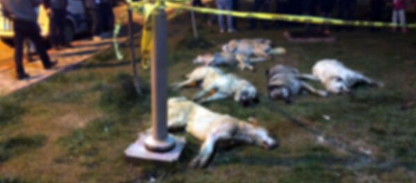 Ankara - Batıkent - Zehirlenen köpekler Ankara - Batıkent - Zehirlenen köpekler - Sputnik Türkiye