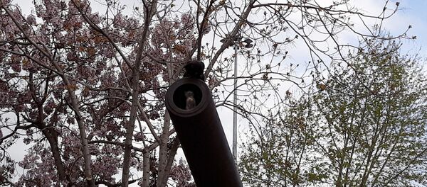 Tarihi top namlusunda kedi yuvası - Sputnik Türkiye