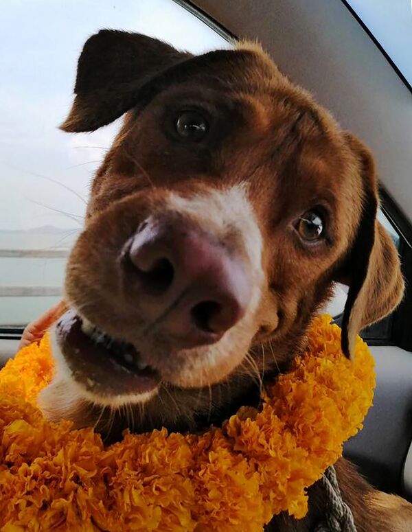 Tayland’da kıyıdan 220 kilometre açıkta bir köpek kurtarıldı - Sputnik Türkiye