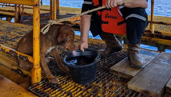 Tayland’da kıyıdan 220 kilometre açıkta bir köpek petrol platformunda çalışan işçiler tarafından kurtarıldı.  - Sputnik Türkiye