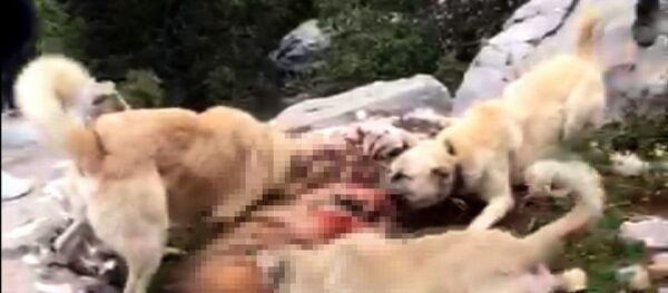 Çizgili sırtlanı köpeklere parçalatan kişiler araştırılıyor - Sputnik Türkiye