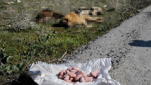 Ankara'da köpek ölüleri bulundu  - Sputnik Türkiye
