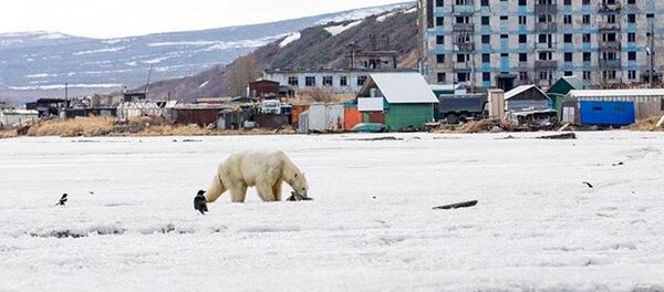 Rusya - Kutup ayısı - Sputnik Türkiye
