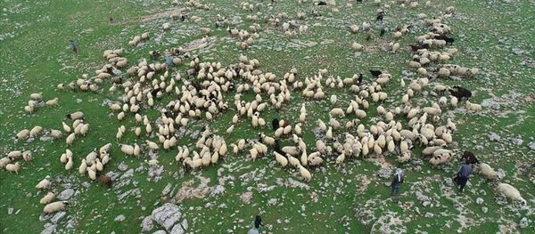 çoban - koyun - Sputnik Türkiye