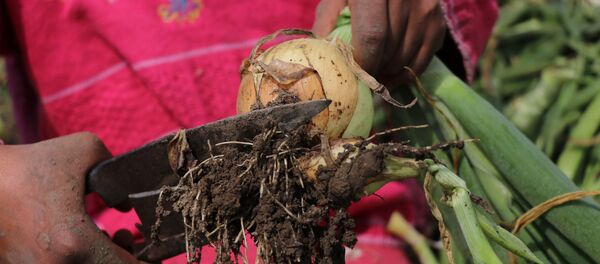 Çocuk işçi Çocuk işçi - Sputnik Türkiye