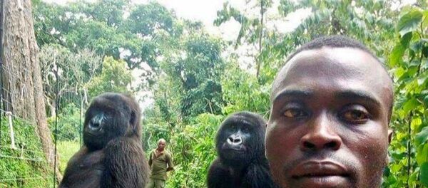 selfie çektiren goriller - Sputnik Türkiye