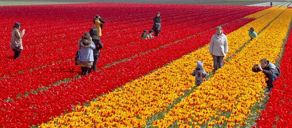 Hollanda'daki lale tarlaları fotoğraf meraklılarını çekiyor. - Sputnik Türkiye