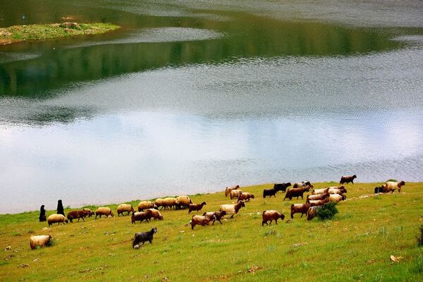  Eğil İlçesi’nde baraj kenarında otlanan koyun sürüsü - Sputnik Türkiye