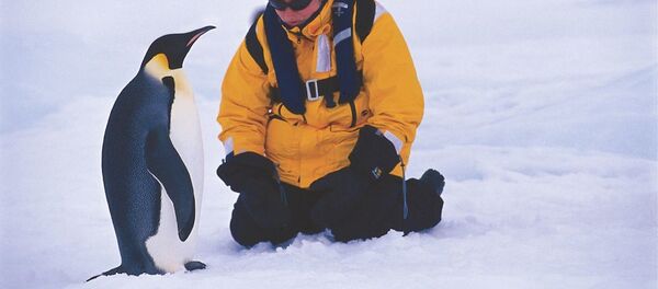 Antarktika İmparator Pengueni - Sputnik Türkiye