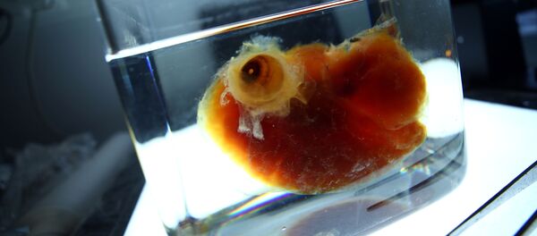 Bilim insanları  üç boyutlu yazıcıya transparan organ üretti - Sputnik Türkiye