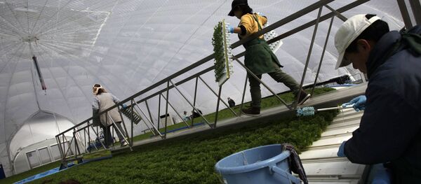 Japonya tarım - Sputnik Türkiye