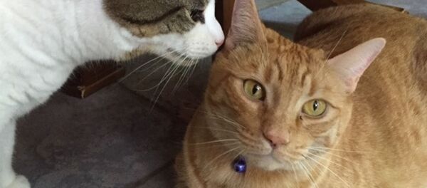 ABD'de kozmik cenaze töreni - Sputnik Türkiye