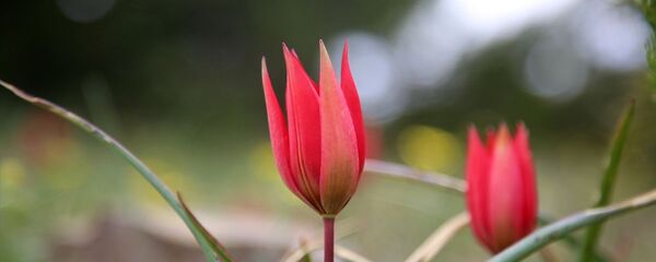 Spil Dağı Milli Parkı'nda yetişen Manisa Lalesi, havaların ısınmasıyla çiçek açmaya başladı. Spil Dağı Milli Parkı'nda yetişen Manisa Lalesi, havaların ısınmasıyla çiçek açmaya başladı. - Sputnik Türkiye