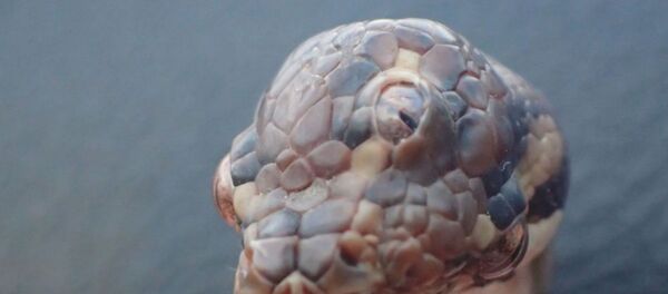 Avustralya'da 'üç gözlü yılan' keşfedildi - Sputnik Türkiye