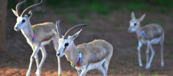 Şanlıurfa 75. Yıl Ceylan Üretme İstasyonu’ndan 17 yıl önce aldığı 2 çift ceylanı biberonla süt vererek özenle yetiştiren Felhan, üremesini sağladığı hayvanların sayısını 10'a ulaştırdı. - Sputnik Türkiye