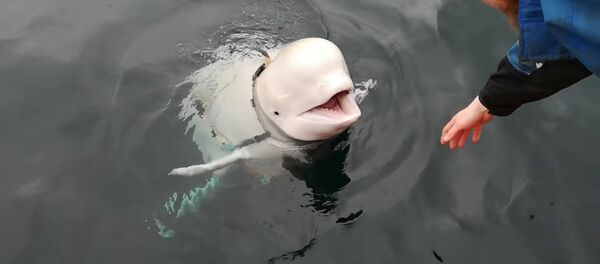 Norveç’te görülen ve Rusya’nın casusu olabileceği iddia edilen beyaz balina - Sputnik Türkiye