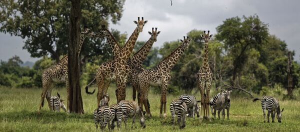 1 milyon hayvan ve bitki türü insanlar yüzünden yok olma tehlikesi ile karşı karşıya - Sputnik Türkiye