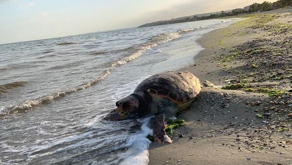 Silivri’de kıyıya vurandeniz kaplumbağası caretta caretta - Sputnik Türkiye