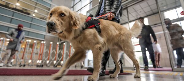 Rehber köpek - Sputnik Türkiye