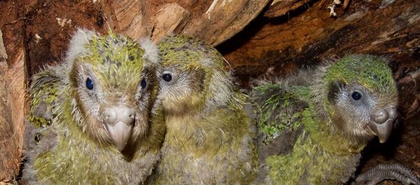 Yeni Zelanda’da gece papağanı olarak da bilinen ve soyu tükenme tehlikesi bulunan Kakapo yavruları - Sputnik Türkiye