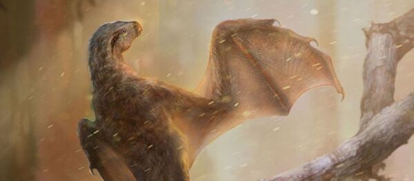 Yarasa kanatlı yeni bir dinozor türü keşfedildi Yarasa kanatlı yeni bir dinozor türü keşfedildi - Sputnik Türkiye