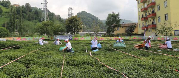 Çay toplayan işçiler - Sputnik Türkiye