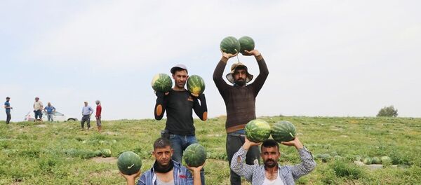 Karpuz  - Sputnik Türkiye